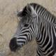 Benutzerbild von Zebra