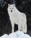 Benutzerbild von The White Wolf